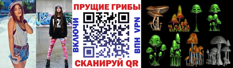 что такое наркотик  Баксан  Псилоцибиновые грибы Psilocybe 